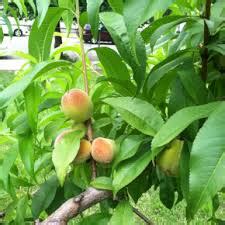 Growing Peaches from Seed – Philadelphia Orchard Project