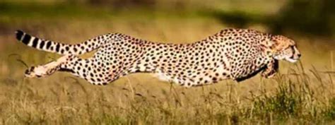 Kuno National Park Safari Booking, Ticket Price, Timing & Cheetahs ...