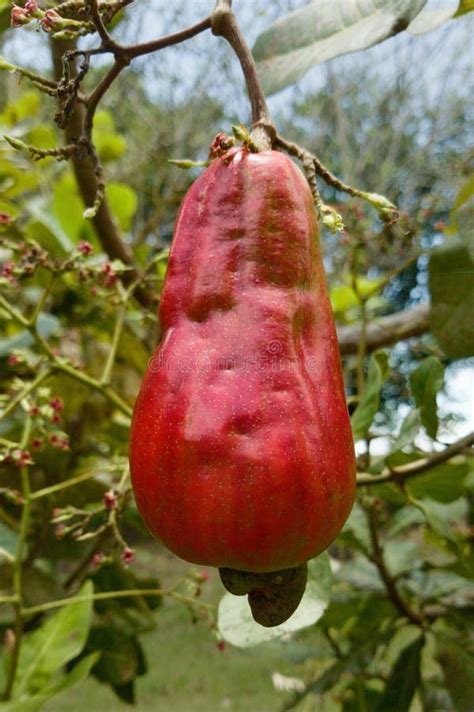 Flora, Fruit, Syzygium Samarangense, Fruit Tree Picture. Image: 118325518