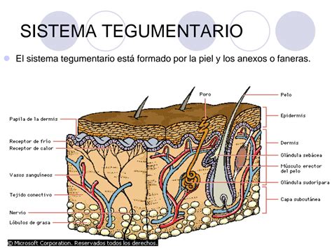 Solution Clase Sistema Tegumentario Studypool