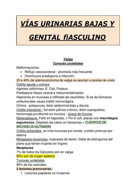 Resumen V As Urinarias Bajas Y Genital Masculino Michelle Cristine