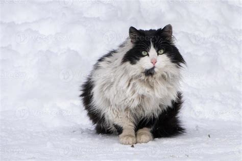 Cat portrait in the snow background 17425325 Stock Photo at Vecteezy