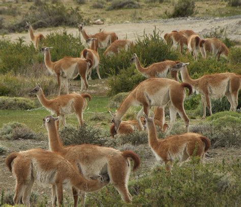 Guanacos Lama Guanicoe In Torres Del Paine Chile Photo Wouter