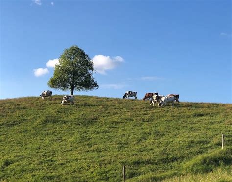 Vom Blitz Getroffen Landwirt Verliert K He Auf Einen Schlag