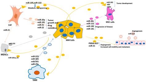 Exosomal Mirnas In The Tumor Microenvironment Exosome Rna