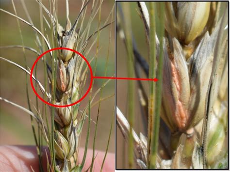 Fusarium Head Blight Control In Wheat Revista Cultivar