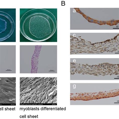 Pdf Fabrication Of Tissue Engineered Bionic Urethra Using Cell Sheet