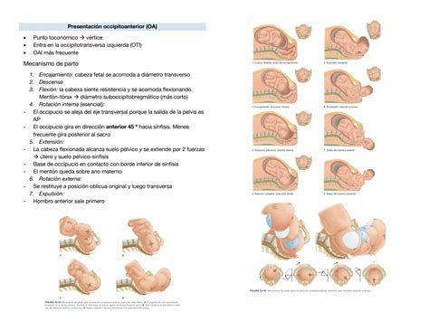 Solution Distocias Por Anormalidades En La Posici N Presentaci N O