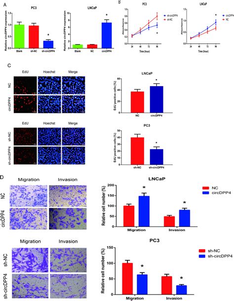 Circdpp4 Promotes Pca Cell Proliferation Migration And Invasion In