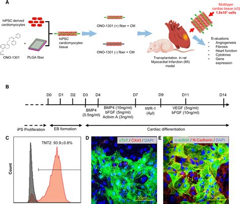 Ono 1301 Enhances Post Transplantation Survival Of Human Induced