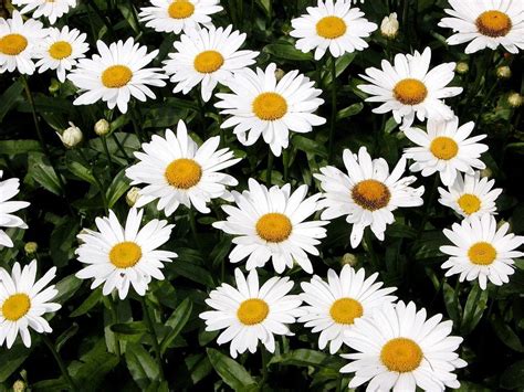 Shasta Daisy Flowers: Information On How To Grow Shasta Daisy