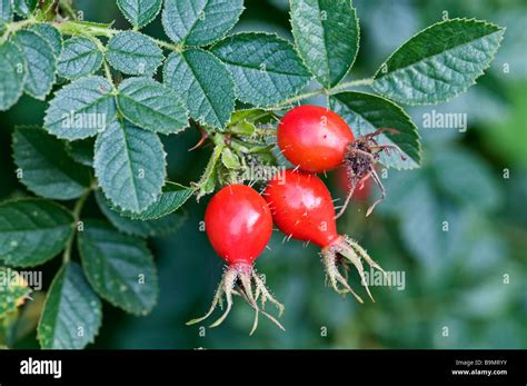 Sciroppo Di Rosa Canina Immagini E Fotografie Stock Ad Alta Risoluzione