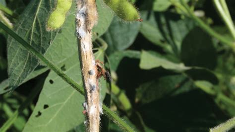 White Mold Soybean Disease Soybean Research Information Network