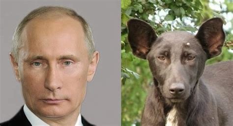 Anorak News | Vladimir Putin looks like man’s pet dog