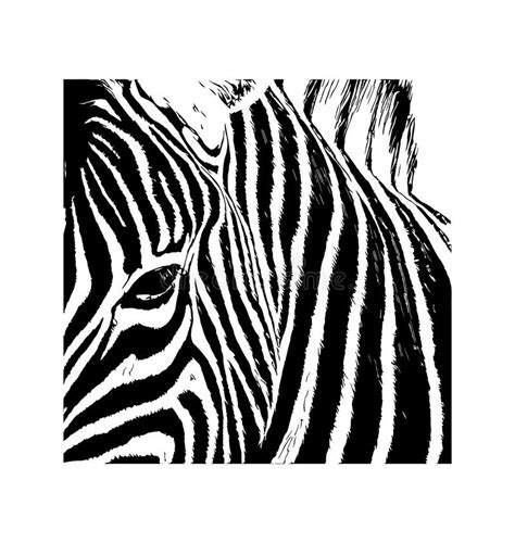 Zebra Vector Hand Drawn Graphic Illustration On White Background Stock