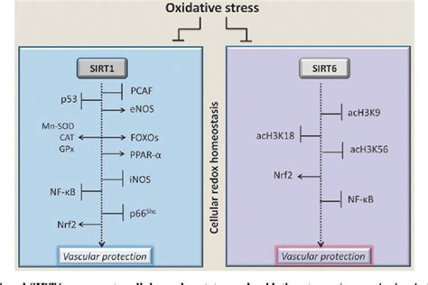 Figure 2 From Sirt1 And Sirt6 Signaling Pathways In Cardiovascular Disease Protection