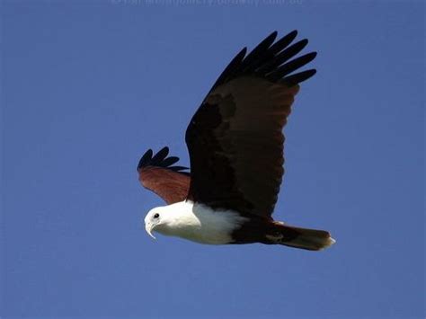 Garuda Mythology - ARUNACHALA BIRDS