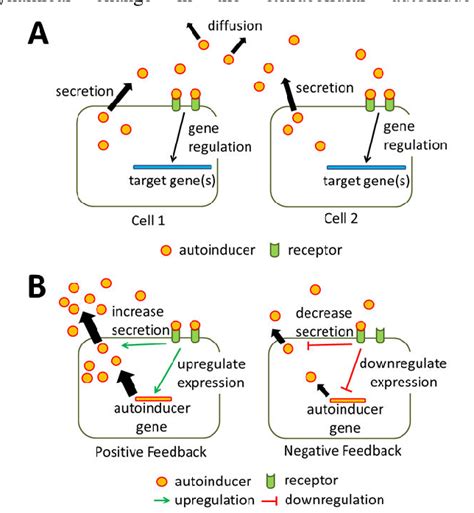 Figure 1 From Using An Adaptive Gene Network Model For Self Organizing Multicellular Behavior