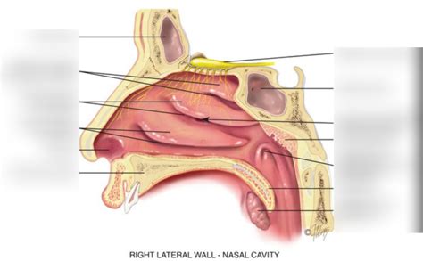 Nasal Cavity Diagram Quizlet