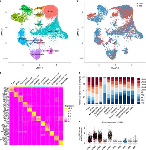 Cell Types Observed In Leprosy Lesions A Umap Plot For 21318 Cells