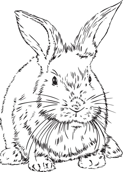 Bunny rabbit transparent background 28302080 PNG