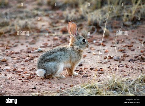 Eastern Cottontails Hi Res Stock Photography And Images Alamy