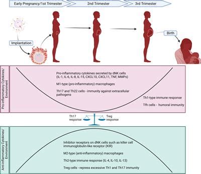 Frontiers Maternal Obesity And The Impact Of Associated Early Life