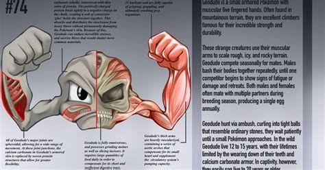 Geodude Anatomy Pokedex Entry By Christopher Stoll Pokemon