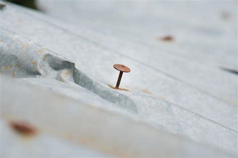 Rusty iron holes and nails on an old arched metal roof. rusty iron ...