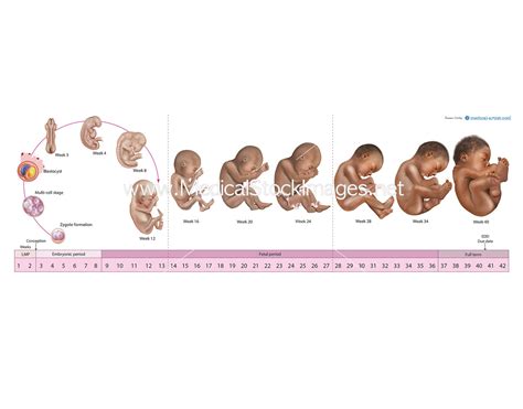 Timeline of Pregnancy by Trimester with Individual Illustrations (Afri ...