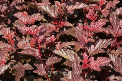 Physocarpus Opulifolius Tuilad Lady In Red Esveld Shop