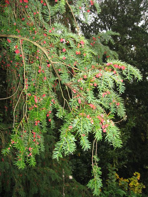 yew tree wood shavings jenny deans wild colour jenny deans wild colour