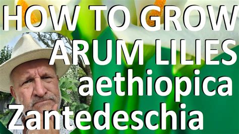 Tropical Gardens UK How To Grow The Arum LiIy Zantedeschia