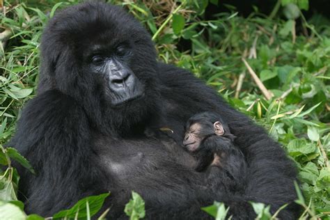 Where can you see Gorillas in Africa?