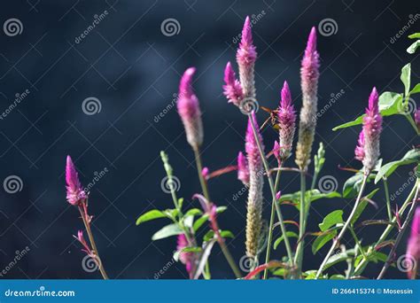 Lupinus Flower Series Bee Stock Photo Image Of Diversity 266415374