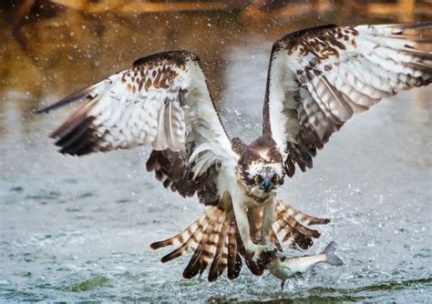 osprey catching fish  flightjpg wallpaper wallpaperscom