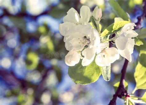 Close Up Apple Tree Flower With Leaves Stock Photo Image Of Growth