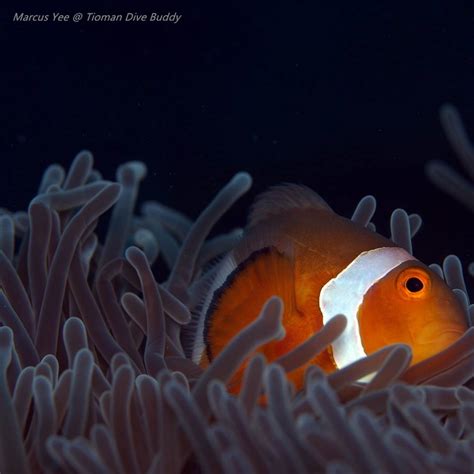 Tdb Gallery Dive Tioman Padi Scuba Course