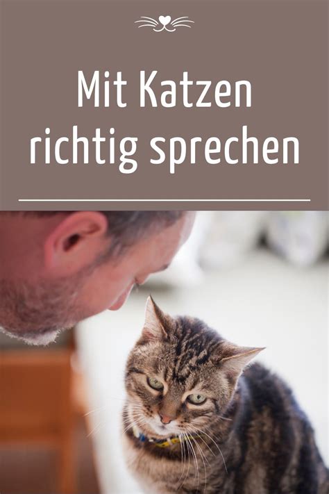 Mit Katzen Richtig Sprechen Katzen Sprache Sprechende Katze