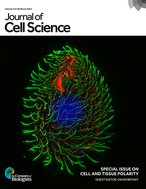 Journal Of Cell Science The Company Of Biologists