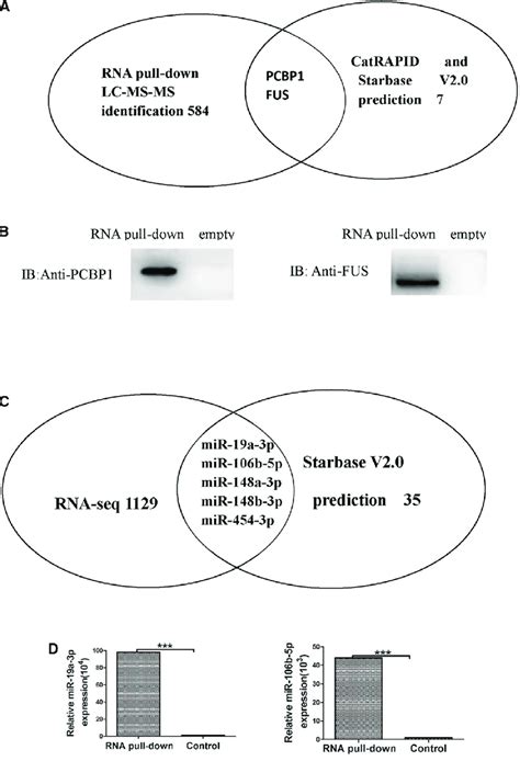 Lncrna H Could Target Pcbp And Fus Protein And Could Target