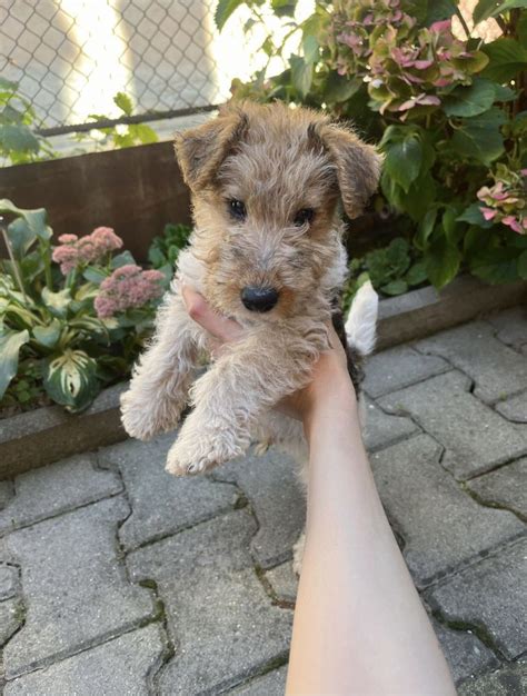 Pui Fox Terrier cu pedigree Brașov Brasov OLX ro