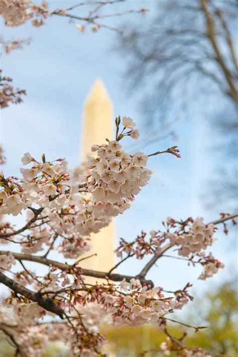 Japanese Cherry Blossoms In Washington Dc Washington Monument