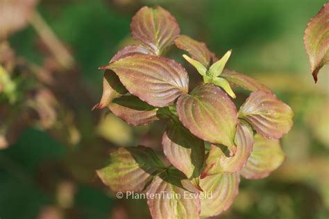 Cornus Kousa Ed Mezitt Plantentuin Esveld