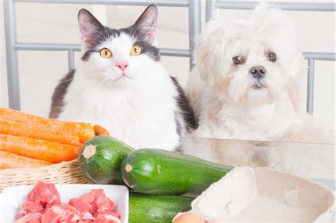 Why Your Pet Needs Organic Food