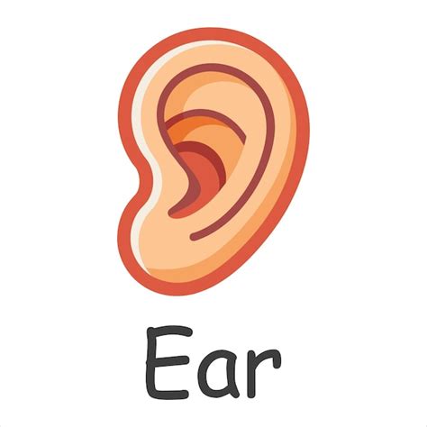 premium vector ear human body parts flat vector illustration  white
