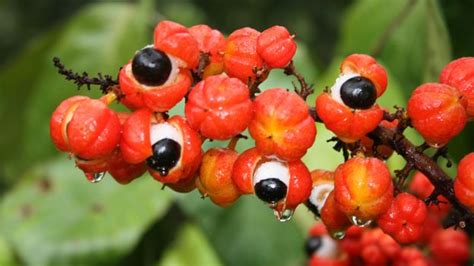 Como Se Escreve Guaraná - Em 2020 o Guaraná Sateré-Mawé teve a primeira Indicação Geográfica de ...