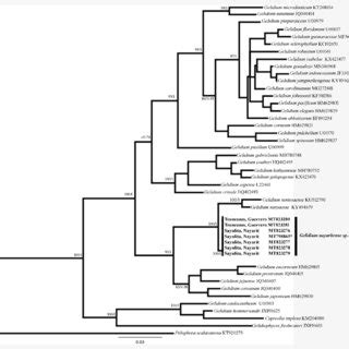 Maximum Likelihood Tree Inferred From Rbcl Sequences Of Gelidium Ml