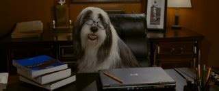 The Shaggy Dog (2006) DVD Review