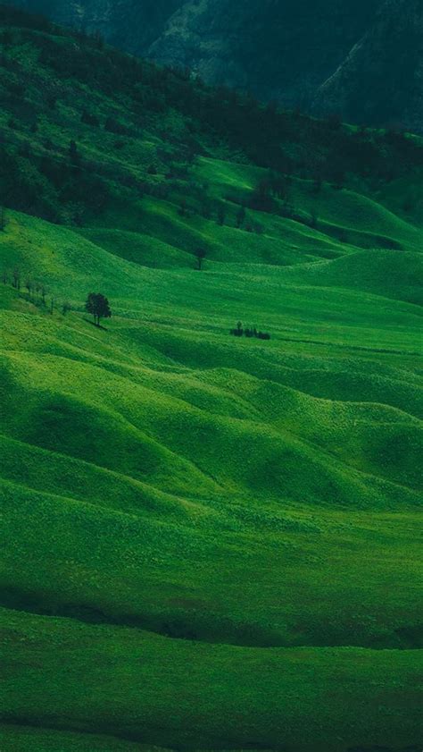 green grass field iPhone Wallpapers Free Download